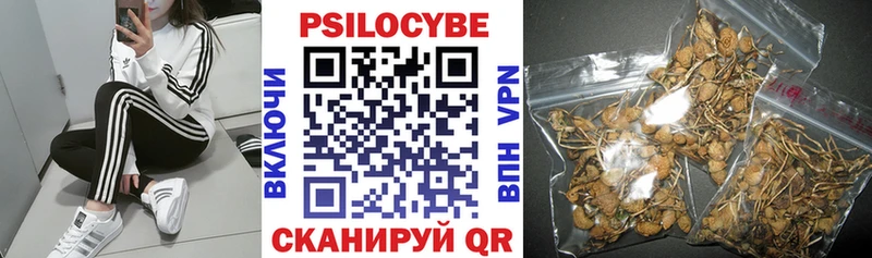 купить  цена  Озёры  Псилоцибиновые грибы GOLDEN TEACHER 